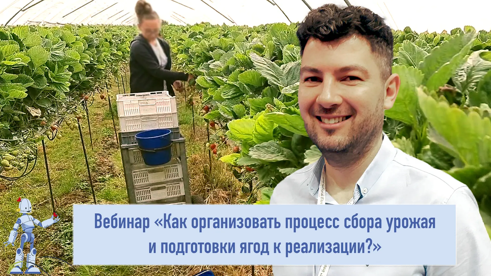 Вебинар «как организовать процесс сбора урожая и подготовки ягод к реализации?»
